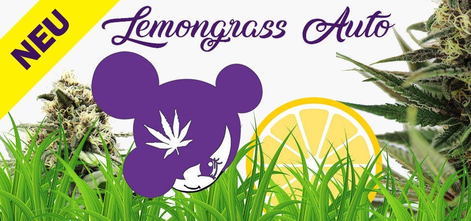 Lemongrass-neue-Sorte Lemongrass-neue-Sorte