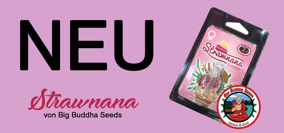 Strawnana-neue-Cannabissorte