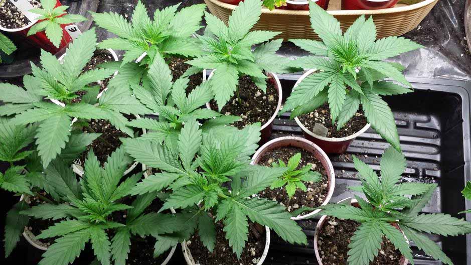 Cannabispflanzen Wuchsphase