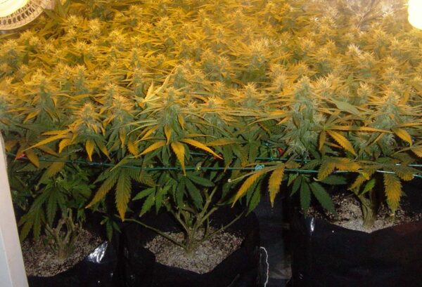 scrog, Cannabis-anbau-Grow, Anbau-Tipps
