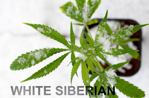 White Siberian, Dinafem