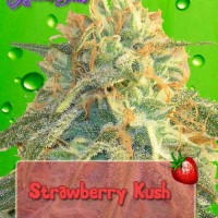 Strawberry Kush 