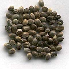 Feminisierte Samen oder regular Seeds
