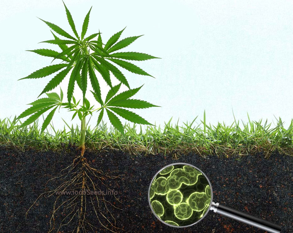 microorganismen-im-Boden-Cannabis