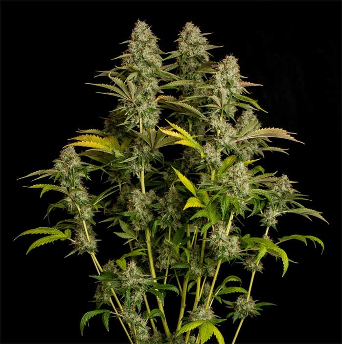 Cannabis Kush-Sorten