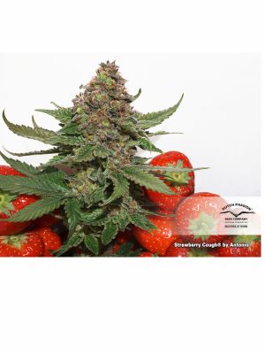 Strawberry-Cough