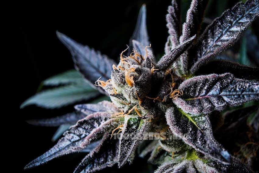 bunte-Cannabis-Sorten, farbige strains, purple Cannabis-Sorten