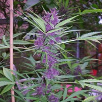 purple Weed