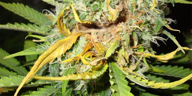 Cannabis-und-botrytis