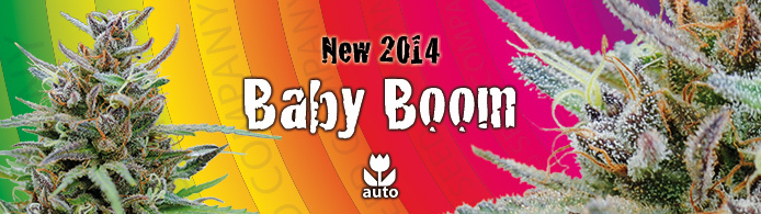Baby Boom Auto