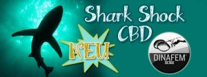 Shark Shock CBD-Dinafem