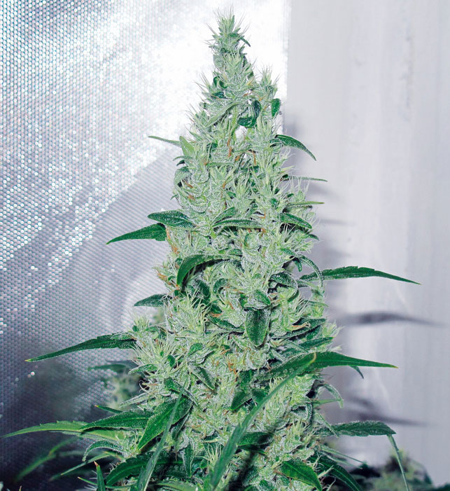 Y-Griega, medical Seeds, medical cannabis strain Strain Report