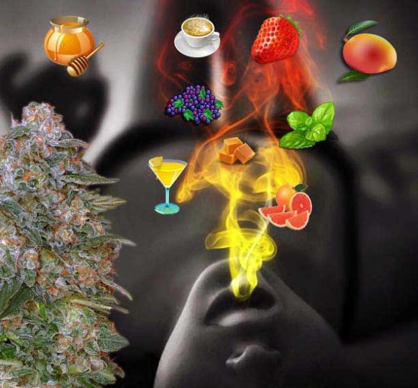 Cannabis-aroma, Terpene Cannabis, Aroma Marijuana