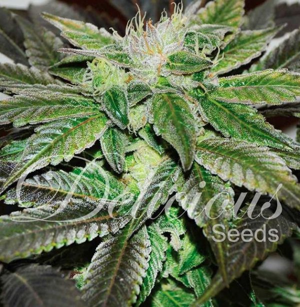 Sugar Candy by Delicious Seeds