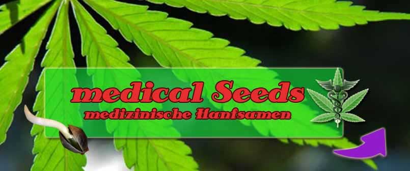 medical Canabis Seeds