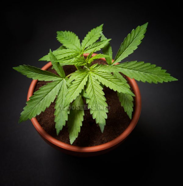 typische-Fehler-Grow, Fehler beim Cannabisanbau vermeiden, Grow-Tipps