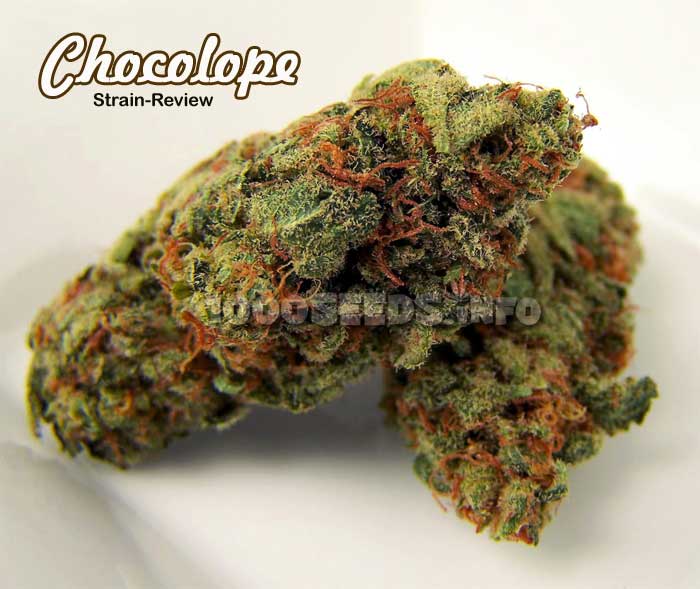 Chocolope Strainbericht, Bericht zur Chocolope, Cannabis-Sorten