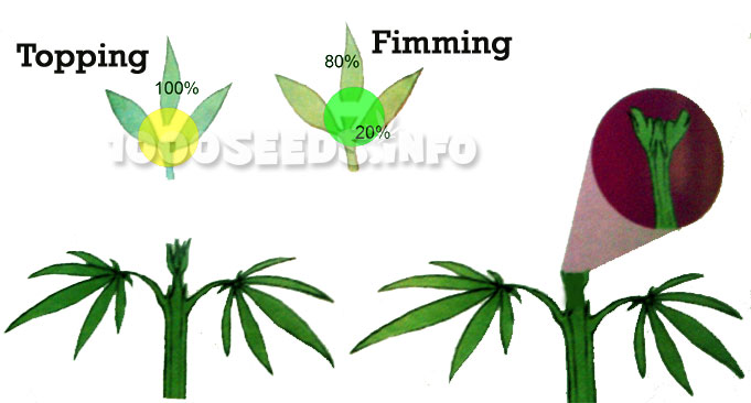 Fimming-Grow, GRow-Tipps, Cannabisanbau, FIM