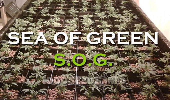 SEa-of-Green-SOG, Cannabisanbau, Anbaumethoden