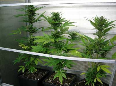 greenhouse, Outdoor-Grow, Greenhouse-Grow, Cannabisanbau