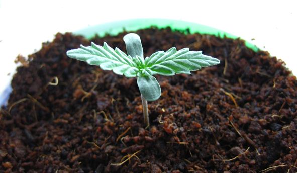 Cannabis Pflanzen vorziehen