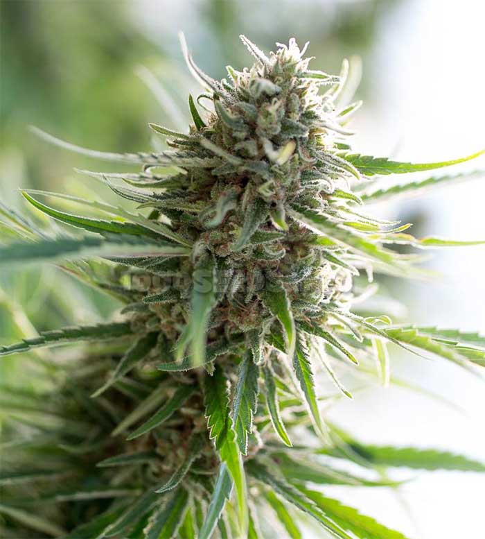 high CBD content, Cannabis strains with a lot of CBD, Seedshop 1000Seeds