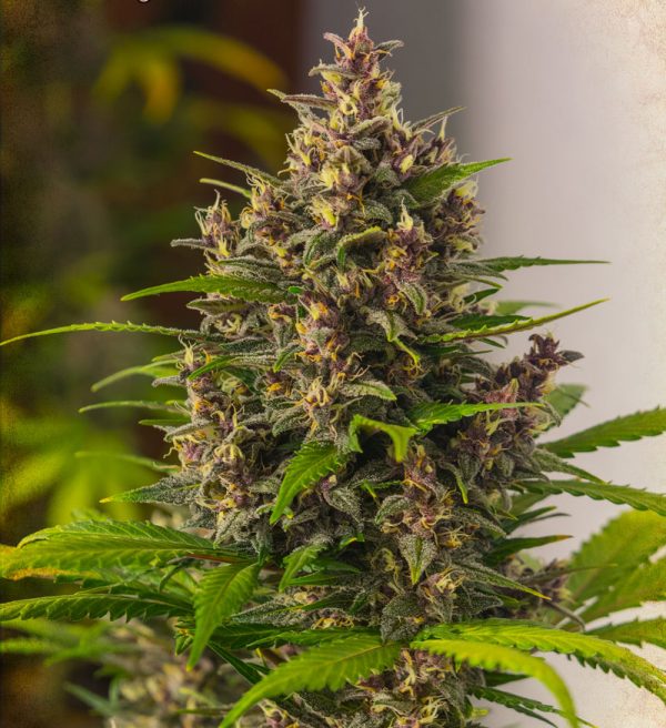 Bloody-Skunk, sweet Seeds, colourful automatic variety, Seedshop 1000Seeds