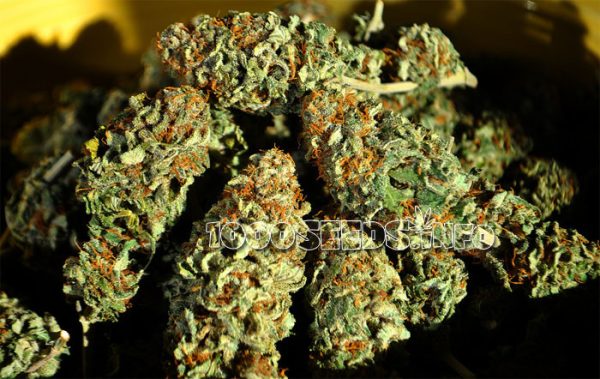 Secado de cannabis, tutorial, Guía de cultivo, Almacenamiento de cannabis