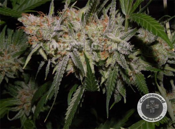 Cannamed strains, buy premium medical cannabis seeds, medical Seeds
