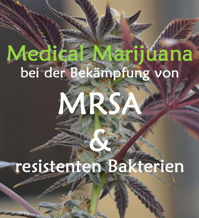 MRSA und Cannabis, Cannabis gegen resistente Ba, medizinisches Cannabiskterien