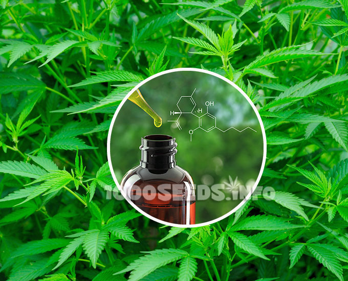 Cannabis-Extraktion, die beste Extraktionsmethode, Grow-Lexikon, BHO