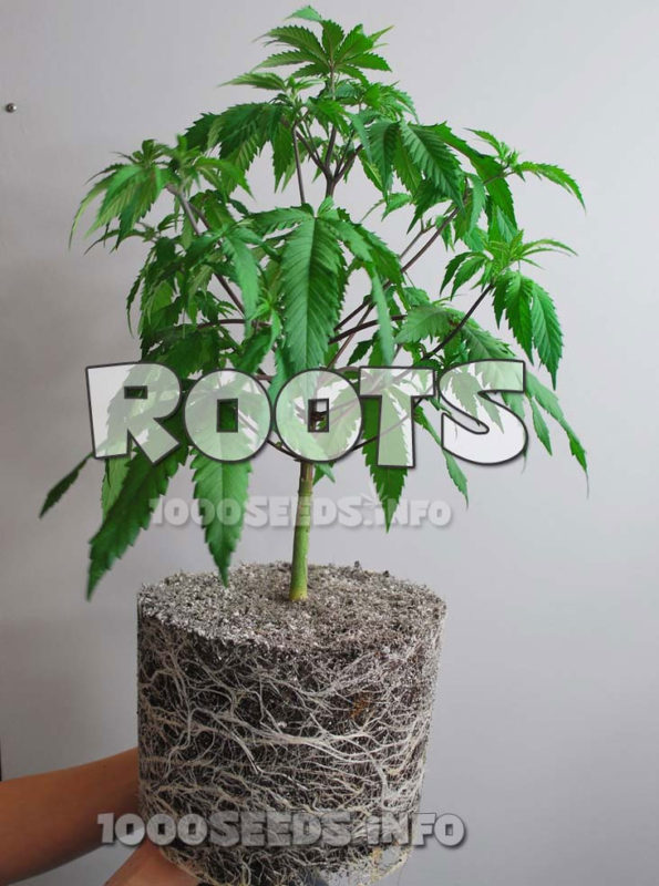 Cannabiswurzeln, Grow-Tipps, Grow-Anleitung