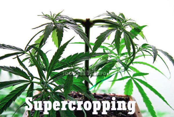 Supercropping, Cropping, Pflanzentrainingsmethoden, Grow-Tipps, Tutorial Supercropping