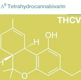 medizinischen Effekte von THCV
