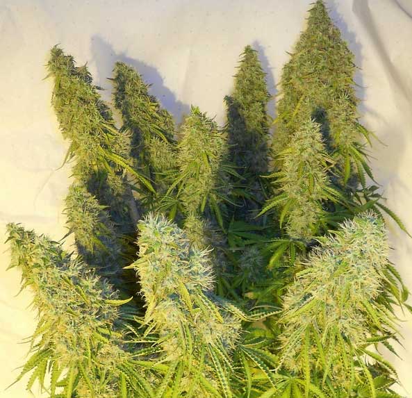 hohe Erträge bei Cannabis