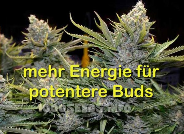potentere-Buds, merh Ertrag bei Cannabis, Grow Guide 1000Seeds