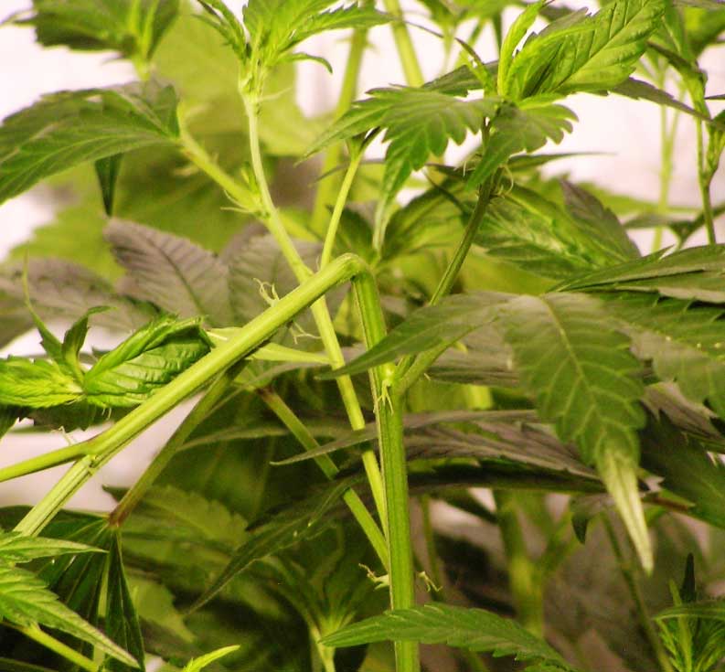 Super-Cropping Cannabis