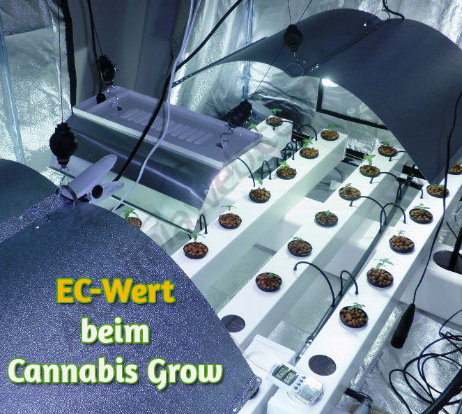 Ec-Wert und Grow, der richtige EC-Wert, Grow-Tipps, Grow-Manuale