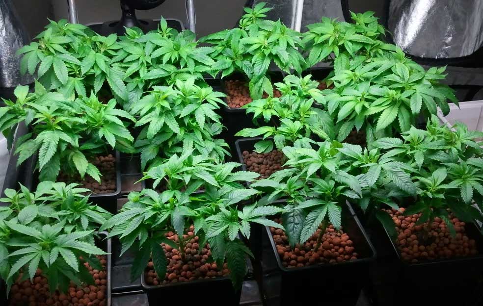 Grow-Cannabis, Wieviele Pflanzen im Grow-Room