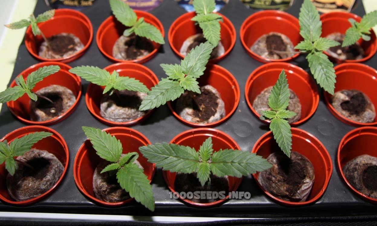 Seedlings Cannabis