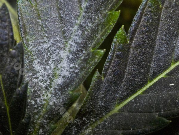 Powdery mildew on cannabis plants, recognising powdery mildew