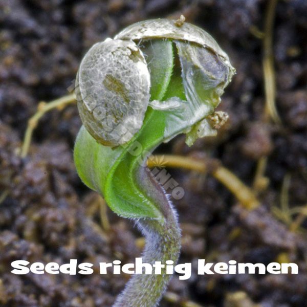 Tipps zum keimen von Seeds, Pflanzen grossziehen