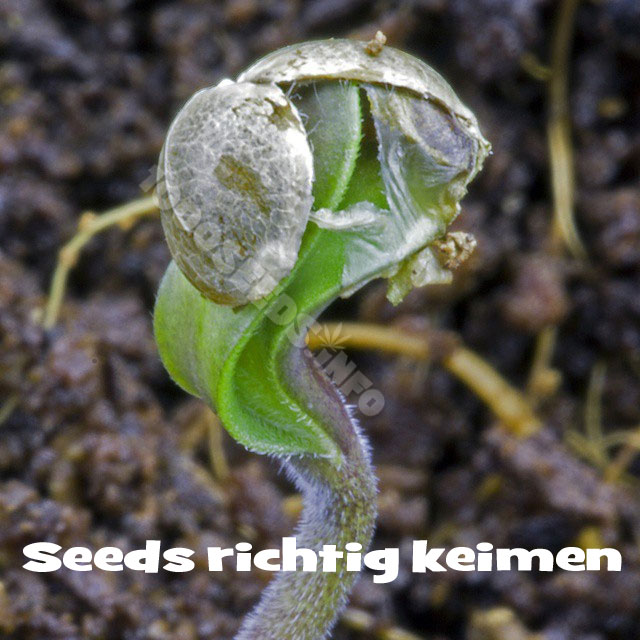Tips for germinating seeds, growing plants