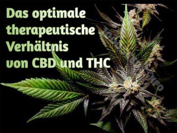 El THC y el CBD en combinación, los cannabinoides y sus beneficios medicinales