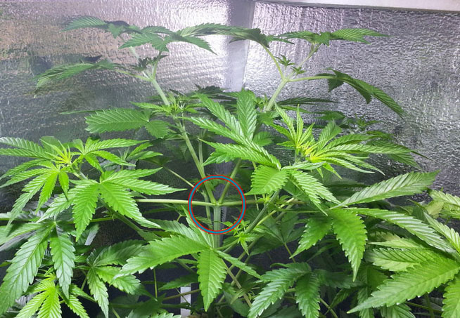 Cannabispflanzen Low-Stress Training