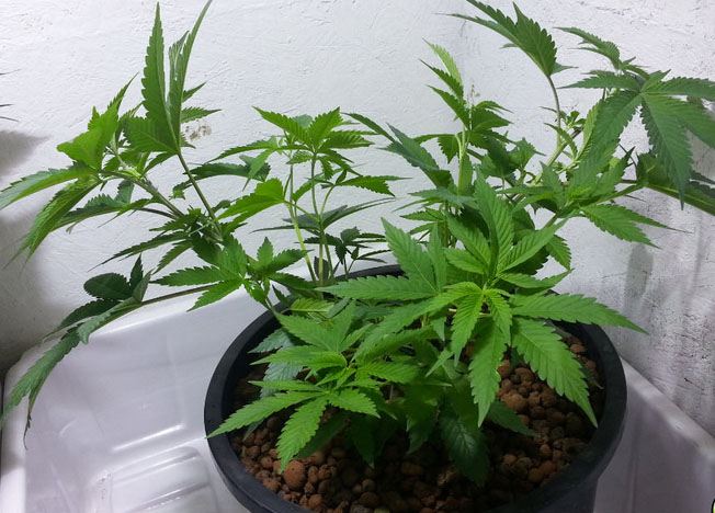 Cannabispflanzen runterbinden