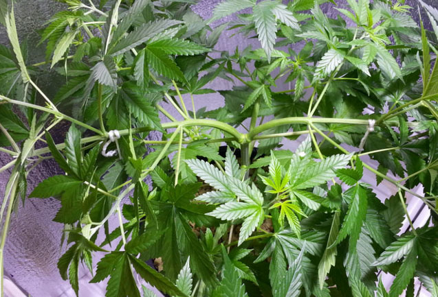 Tie cannabis plants