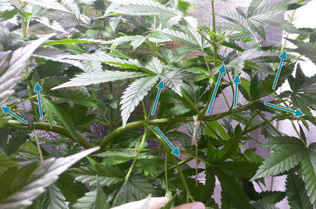 Cannabispflanzen Cropping