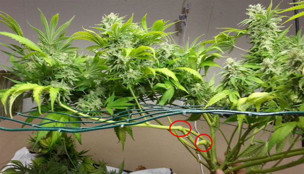 Cannabispflanzen Netz Gitter
