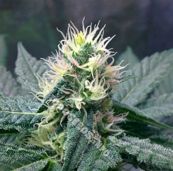 Zwitter-Cannabis, zwittern bei Cannabispflanzen